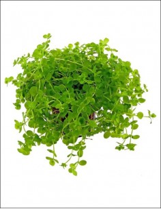 Micranthemum umbrosum - PE